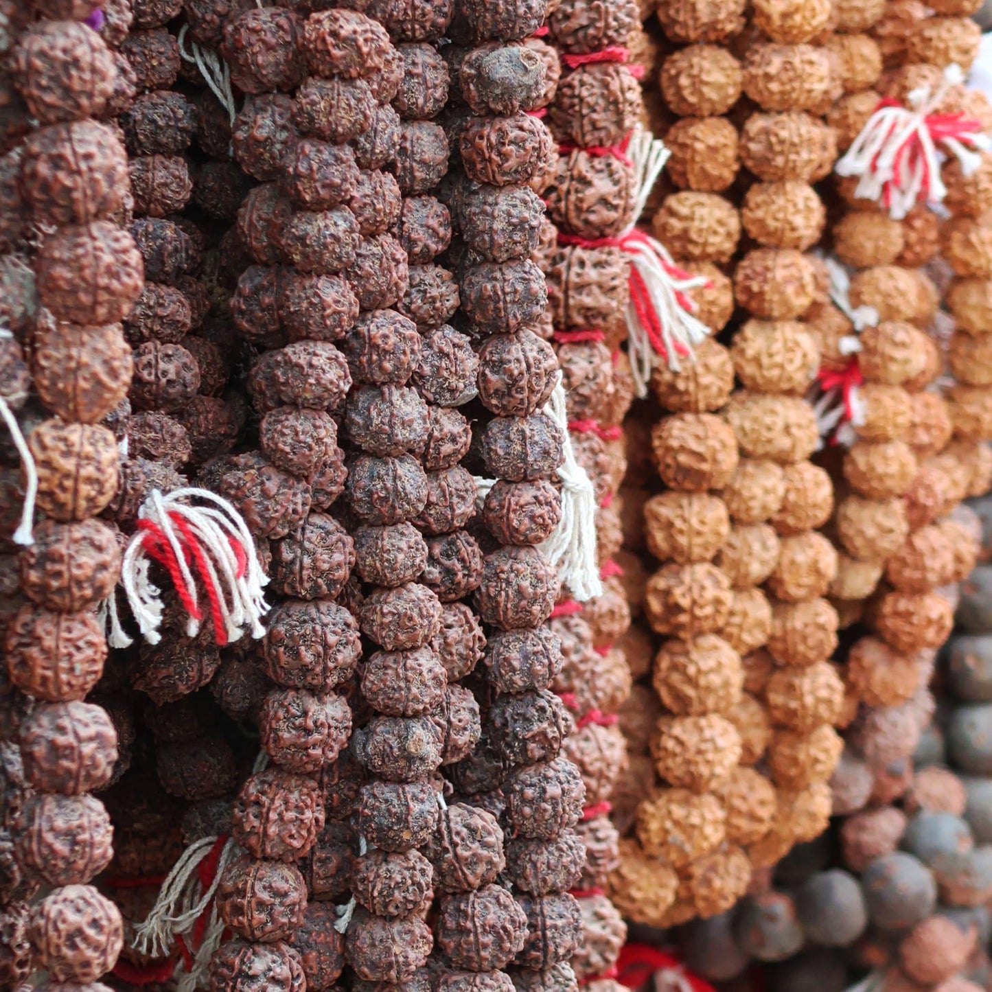 54+1 Five Face 16mm Beads Rudraksha Mala